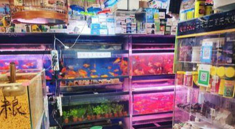 通過百度地圖搜索到的一家花鳥魚店家店鋪面積很小有點雜亂.jpg 通過百度地圖搜索到的一家花鳥魚店家店鋪面積很小有點雜亂.jpg