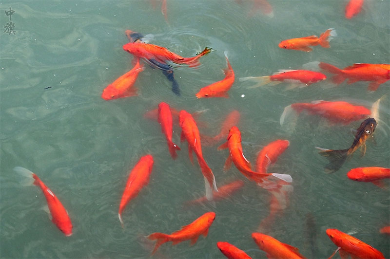 公園里面的錦鯉見著有份啊.jpg 公園里面的錦鯉見著有份啊.jpg