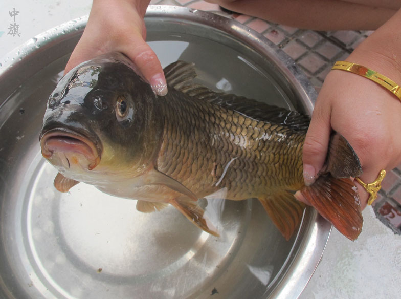 這種魚(yú)吃起來(lái)口感特別的好.jpg