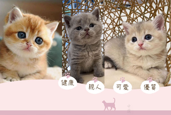 我們可愛(ài)吧？快來(lái)領(lǐng)養(yǎng)吧！