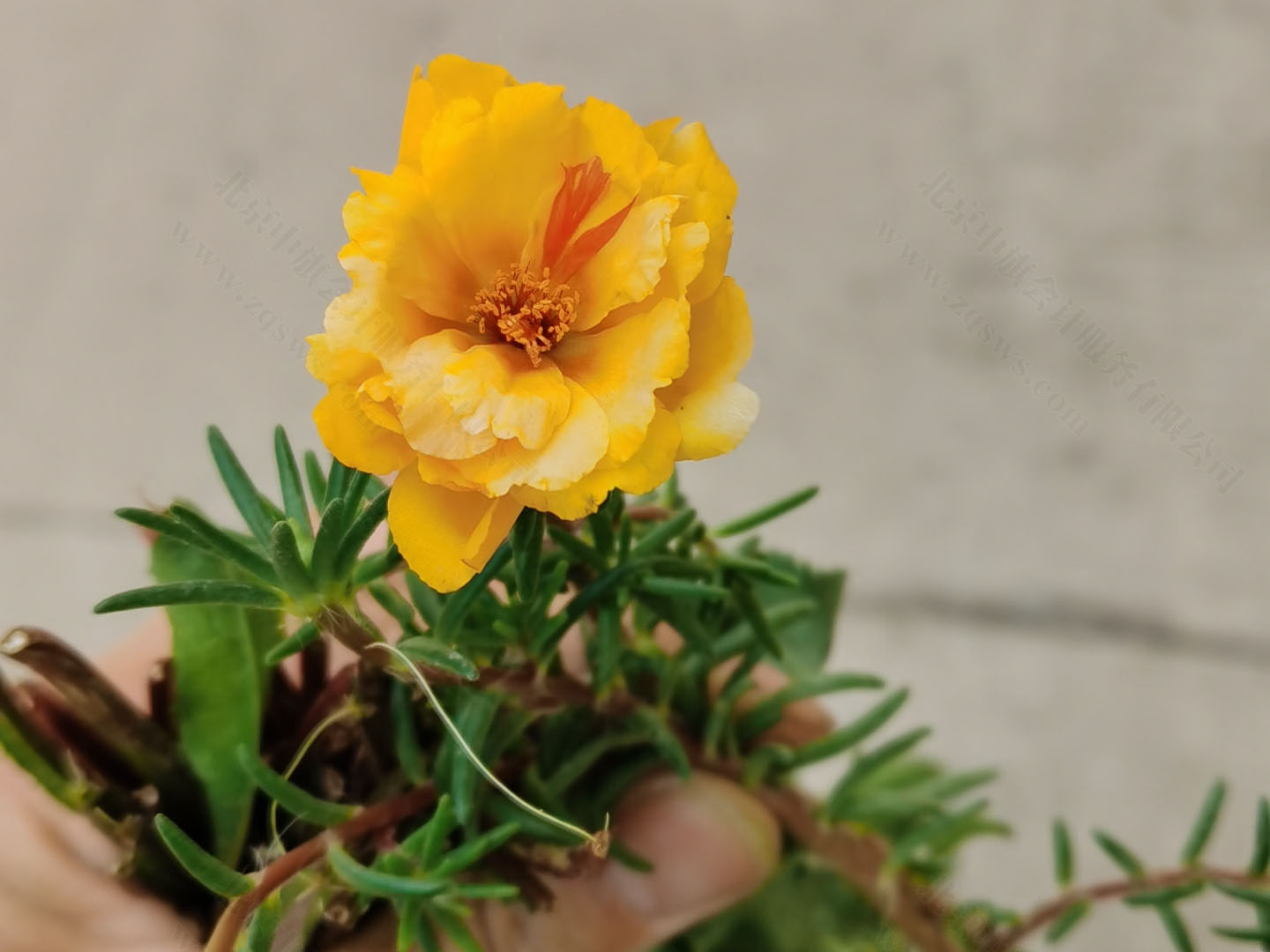 以后小豬豬都開始喂草吧.jpg 以后小豬豬都開始喂草吧.jpg