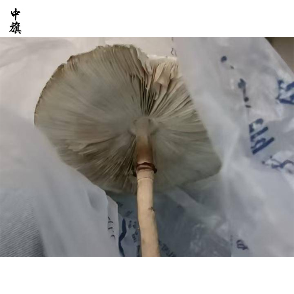 電商平臺(tái)菌種泛濫，如何識(shí)別有毒傘菌？